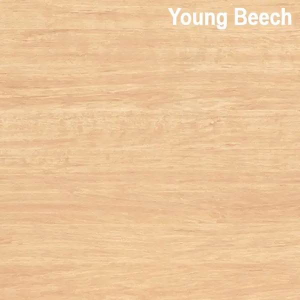 Young Beech NEW